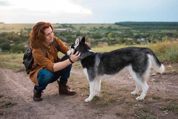 Träna din östsibiriska schäfer Expertguide för effektiv hundträning